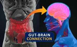 Gut Brain Connection