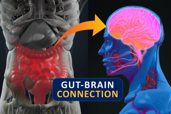 Gut Brain Connection